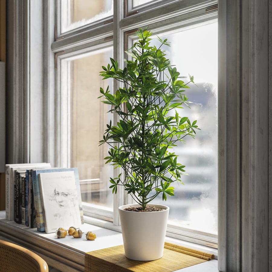Model rośliny doniczkowej Nora Dwarf Umbrella Tree