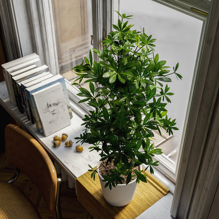 Model rośliny doniczkowej Nora Dwarf Umbrella Tree