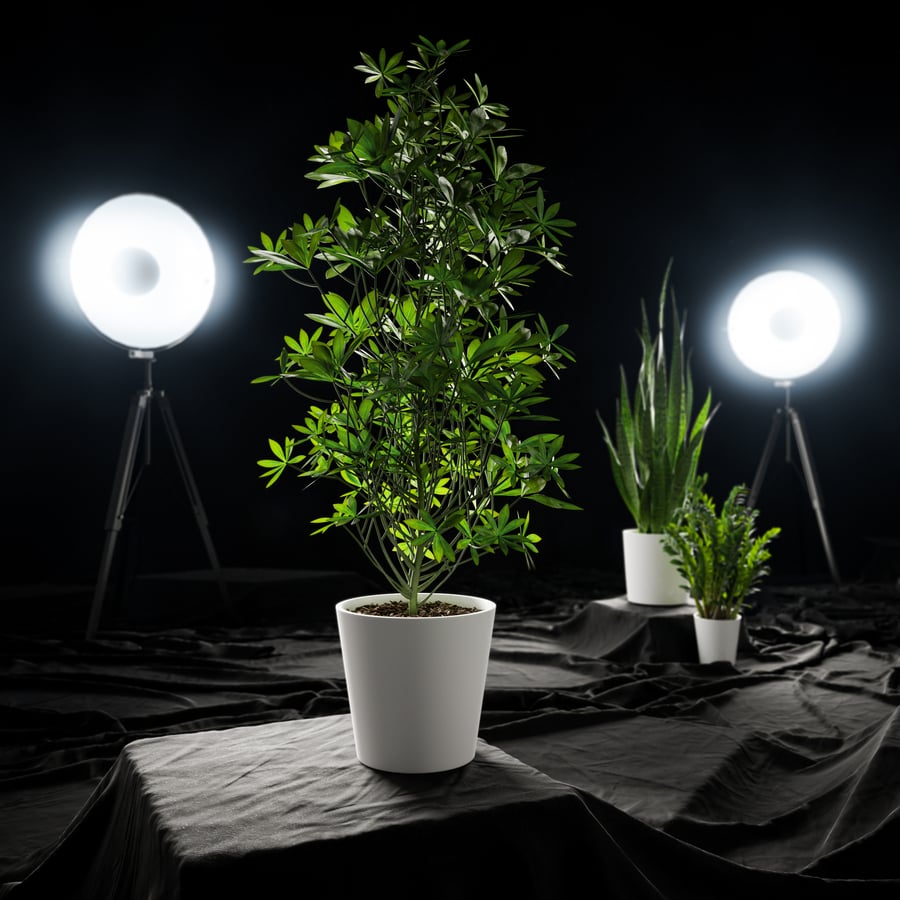 Model rośliny doniczkowej Nora Dwarf Umbrella Tree