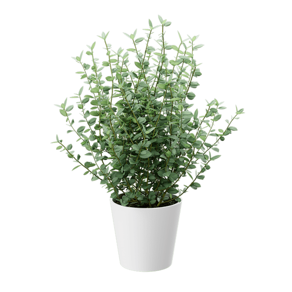 Young Eucalyptus Plant Potted Plant Model