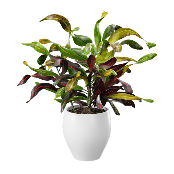 Mammy Croton Modello di pianta in vaso