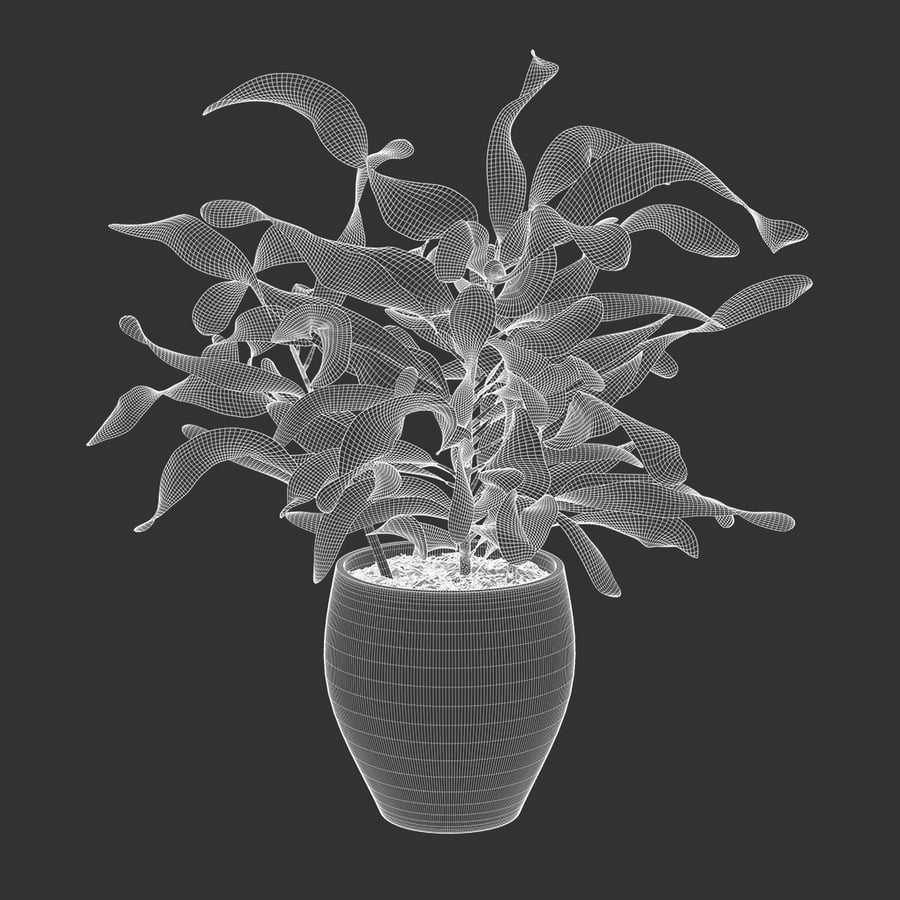 Model rośliny doniczkowej Mammy Croton Plant