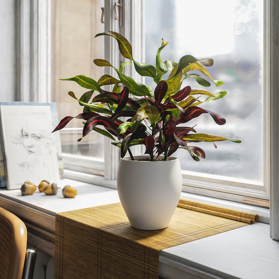 Model rośliny doniczkowej Mammy Croton Plant