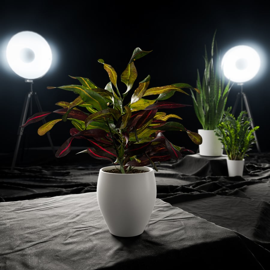 Model rośliny doniczkowej Mammy Croton Plant