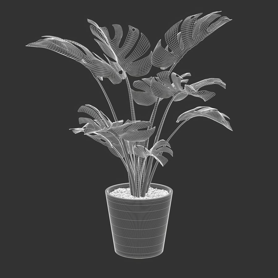 Monstera Deliciosa Model rośliny doniczkowej