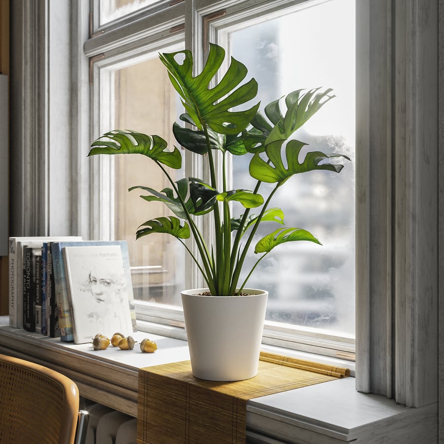 Monstera Deliciosa Model rośliny doniczkowej