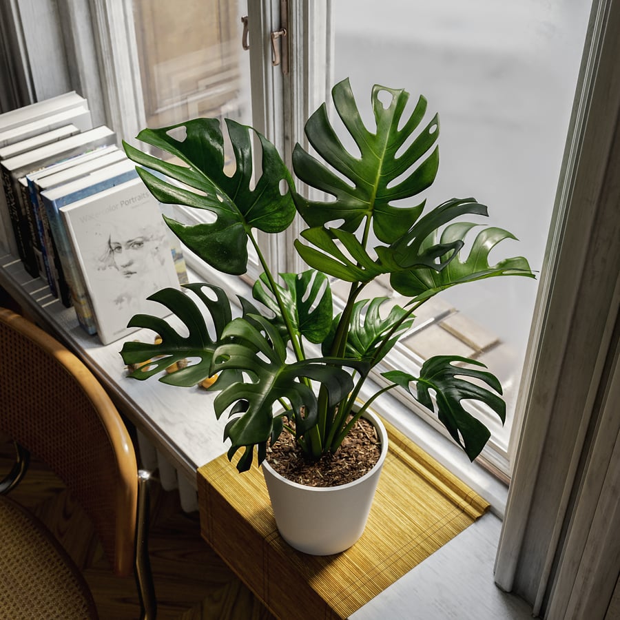 Monstera Deliciosa Model rośliny doniczkowej