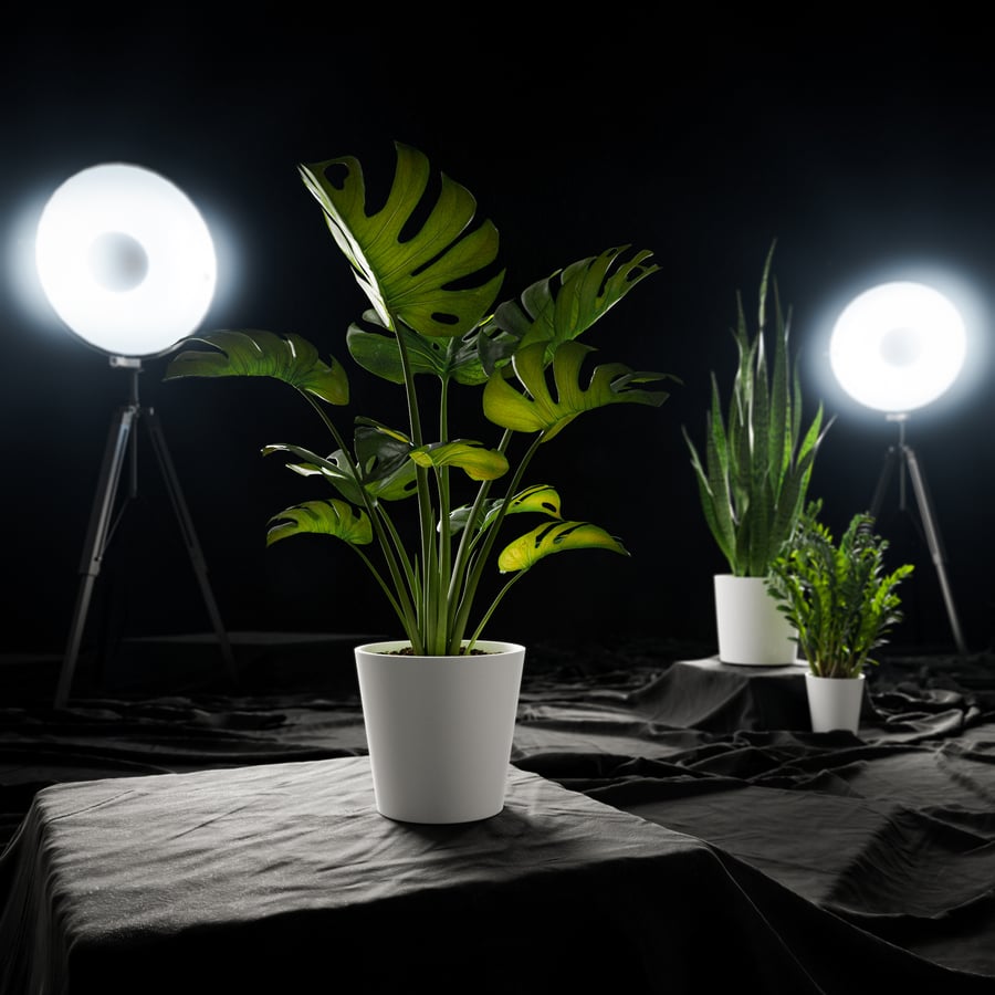 Monstera Deliciosa Model rośliny doniczkowej