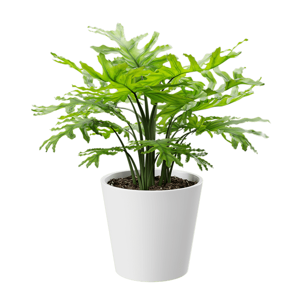Philodendron Rostlina Hrnková rostlina Model