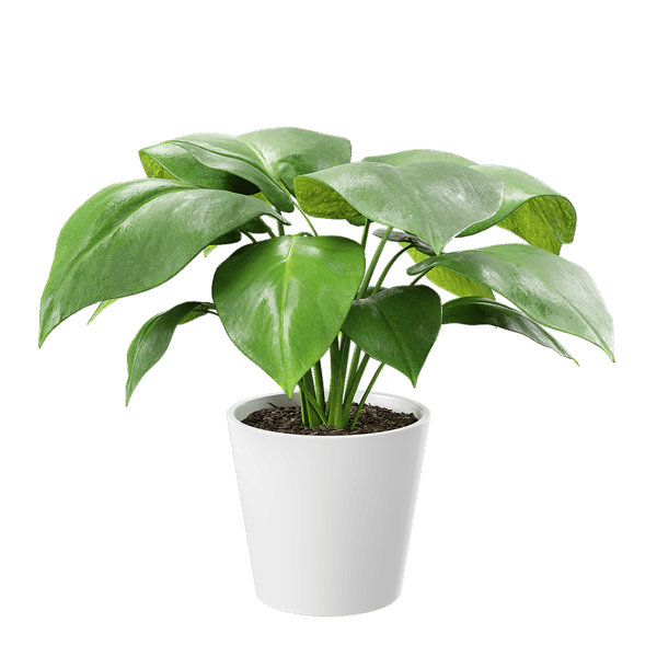Mladá rostlina Monstera Rostlina v květináči Model