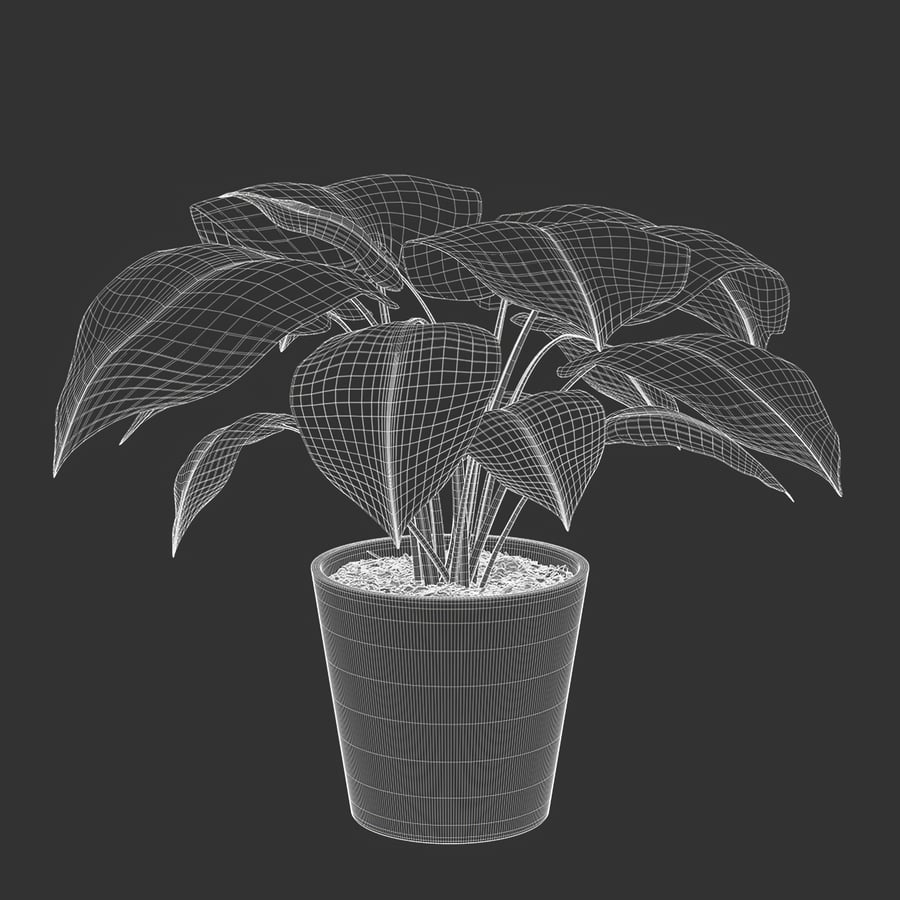 Młoda roślina Monstera Model rośliny doniczkowej