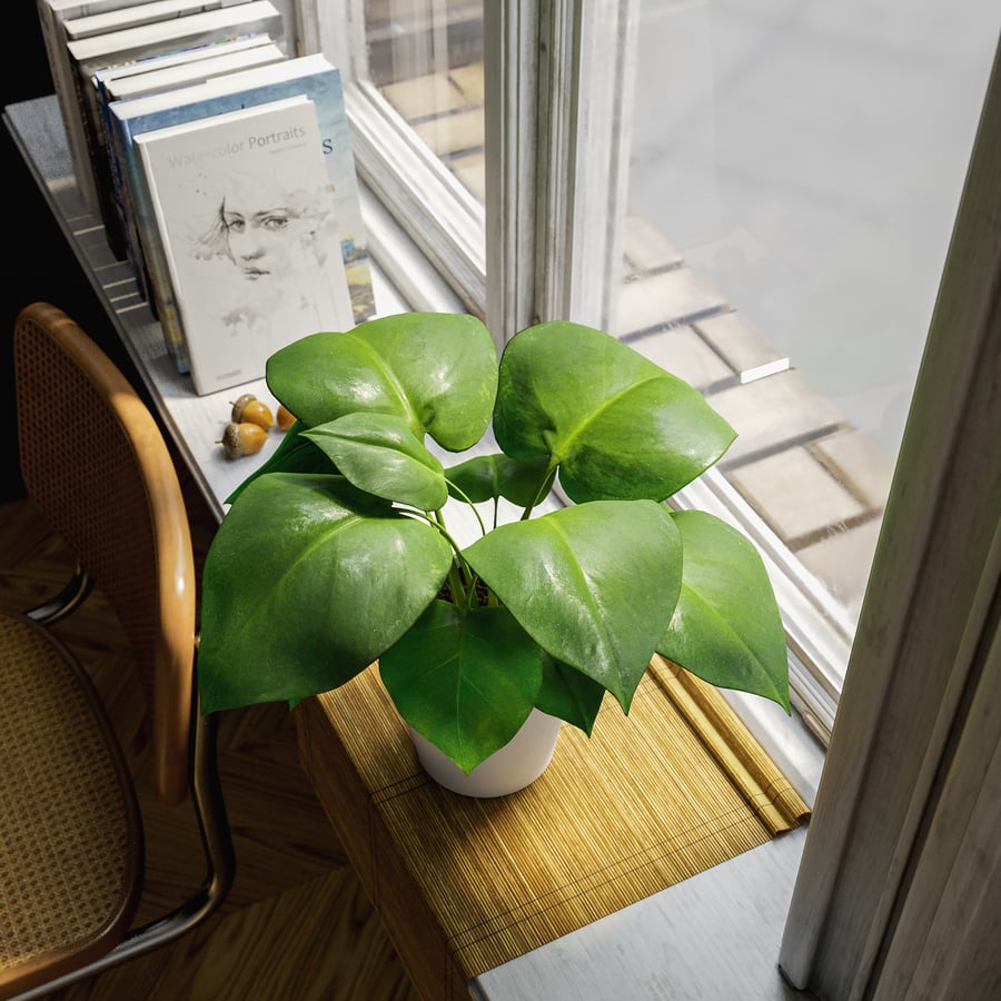 Młoda roślina Monstera Model rośliny doniczkowej