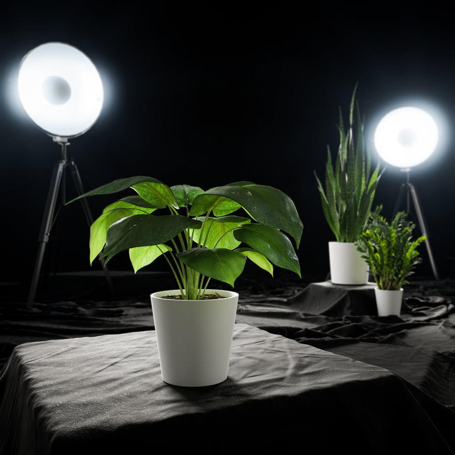 Młoda roślina Monstera Model rośliny doniczkowej