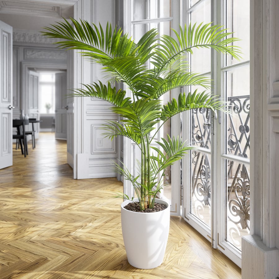 Model rośliny doniczkowej Parlor Palm