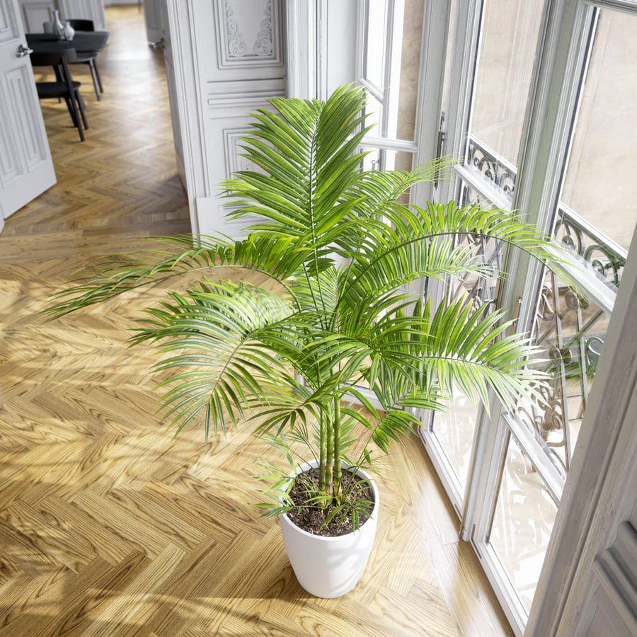 Model rośliny doniczkowej Parlor Palm