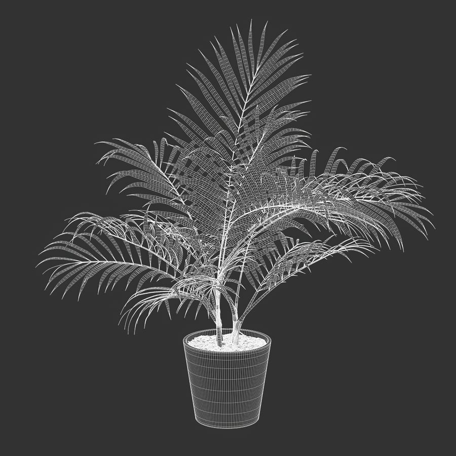 Model rośliny doniczkowej Bangalow Palm