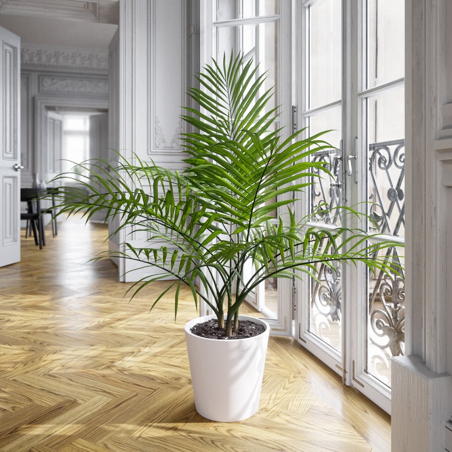 Model rośliny doniczkowej Bangalow Palm