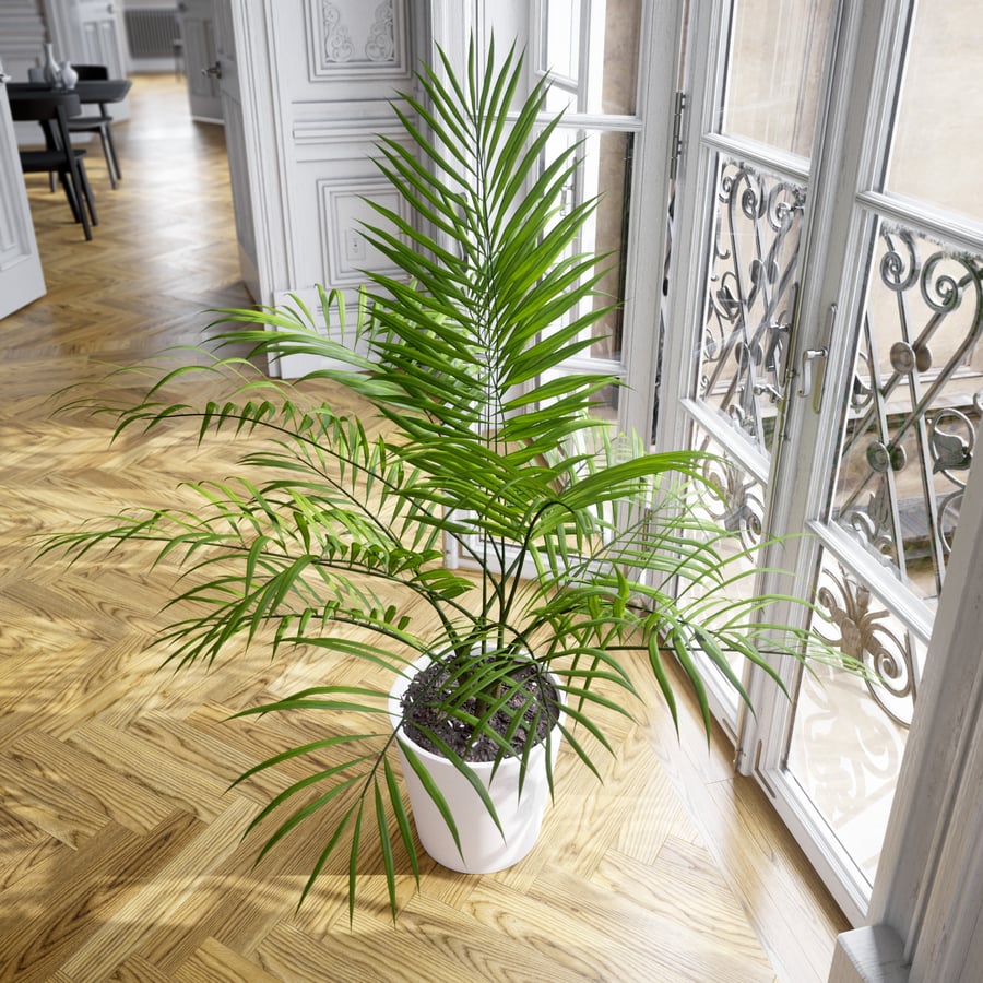 Model rośliny doniczkowej Bangalow Palm
