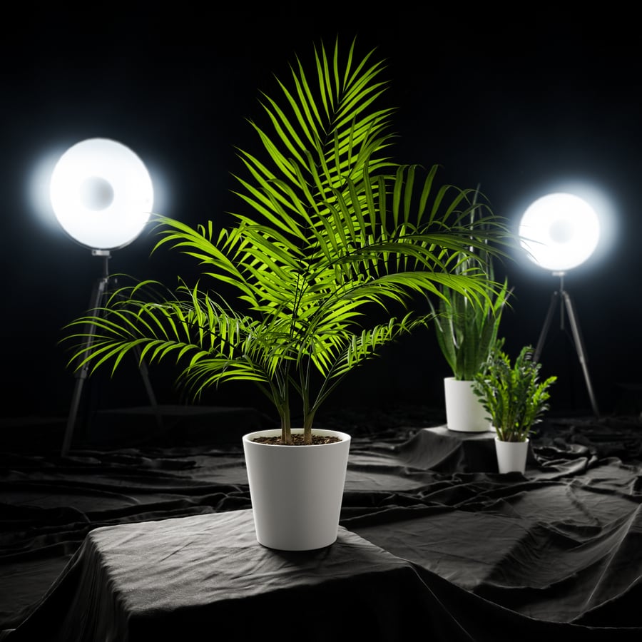 Model rośliny doniczkowej Bangalow Palm