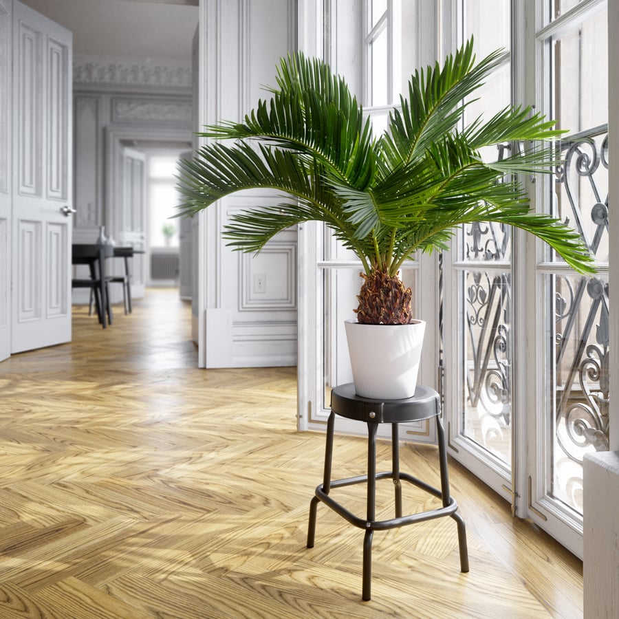 Model rośliny doniczkowej Sago Palm