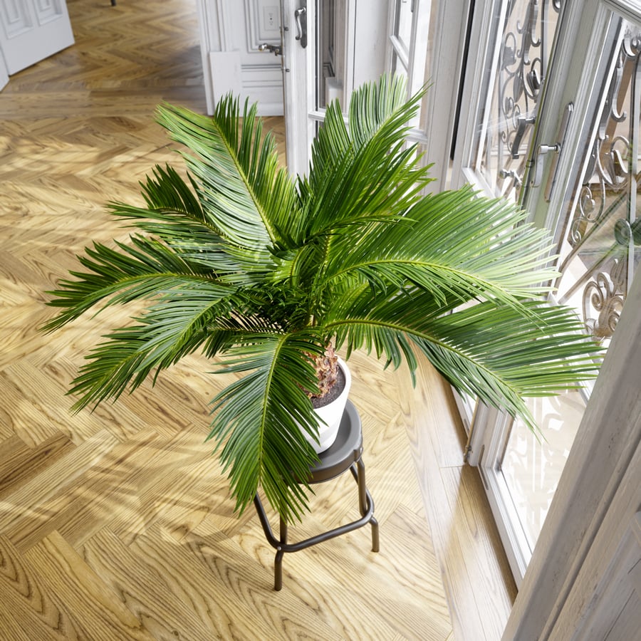 Model rośliny doniczkowej Sago Palm
