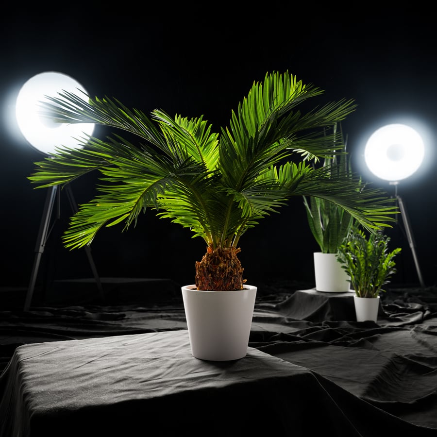 Model rośliny doniczkowej Sago Palm
