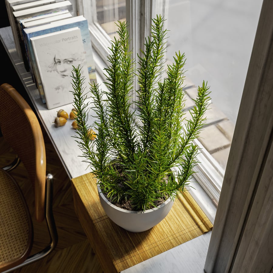 迷迭香草本盆栽模型