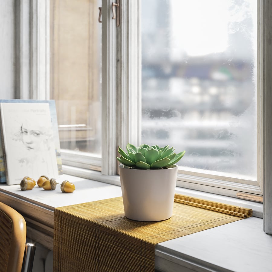Model soczystej rośliny doniczkowej Echeveria, zielony
