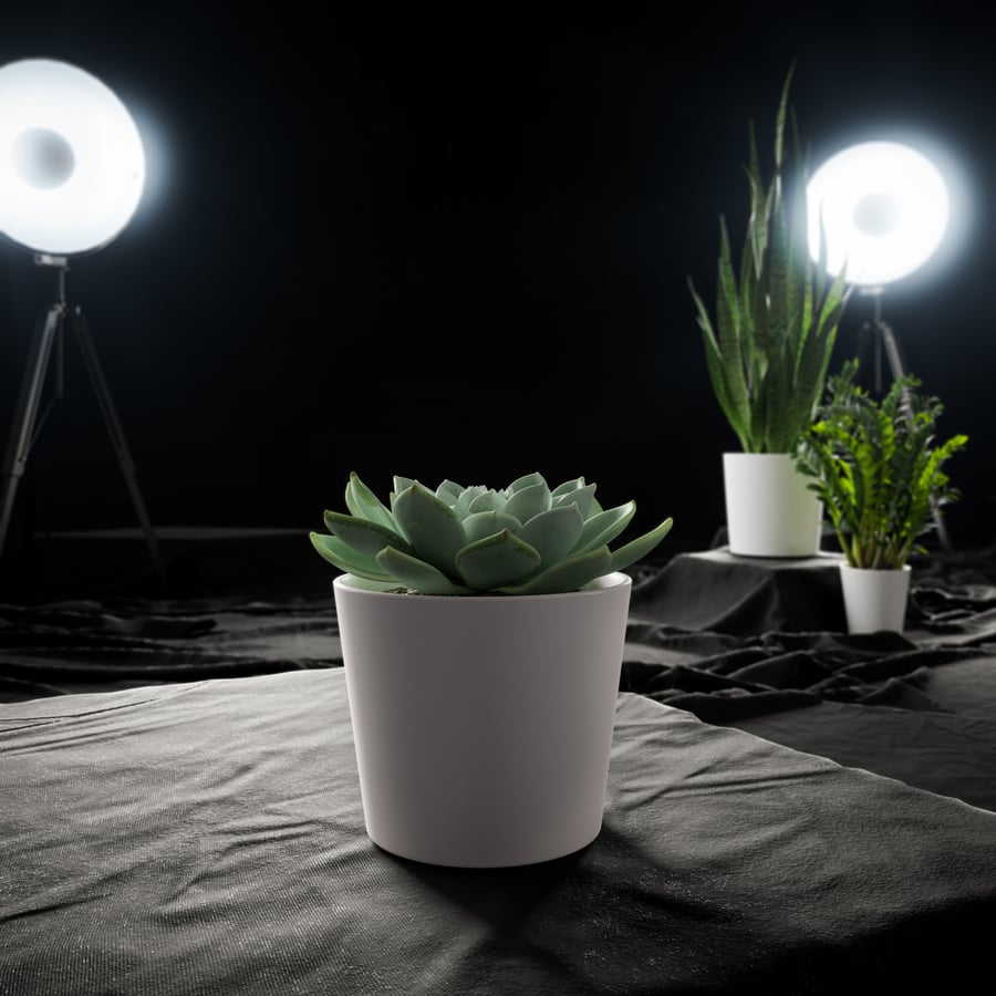 Model soczystej rośliny doniczkowej Echeveria, zielony