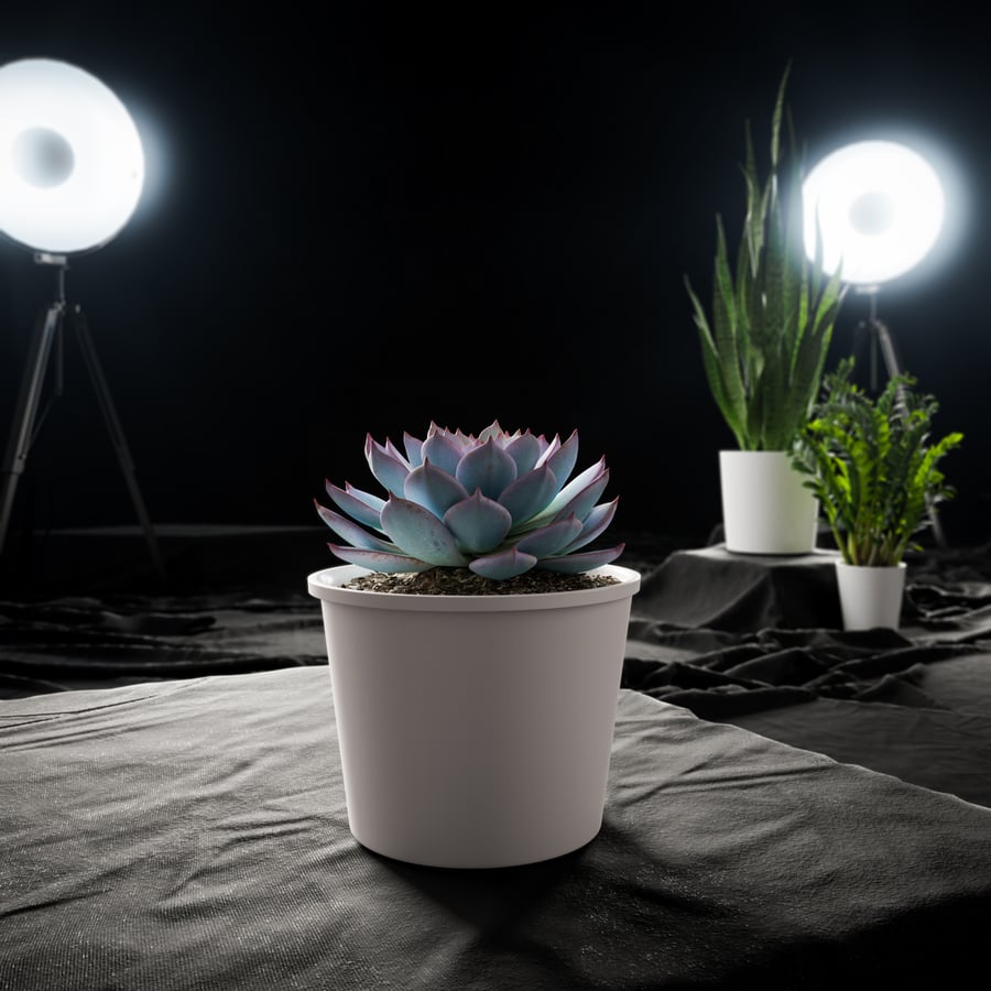Soczysta roślina doniczkowa Echeveria Morning Beauty Model