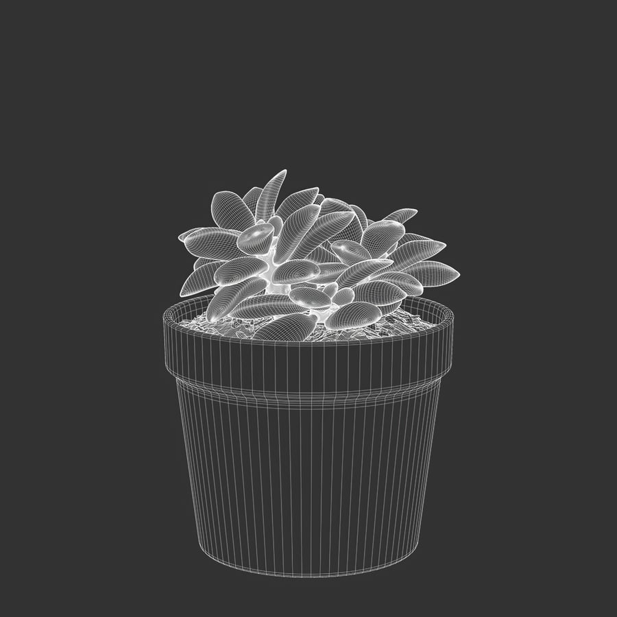 Model rośliny doniczkowej Sunrise Succulent