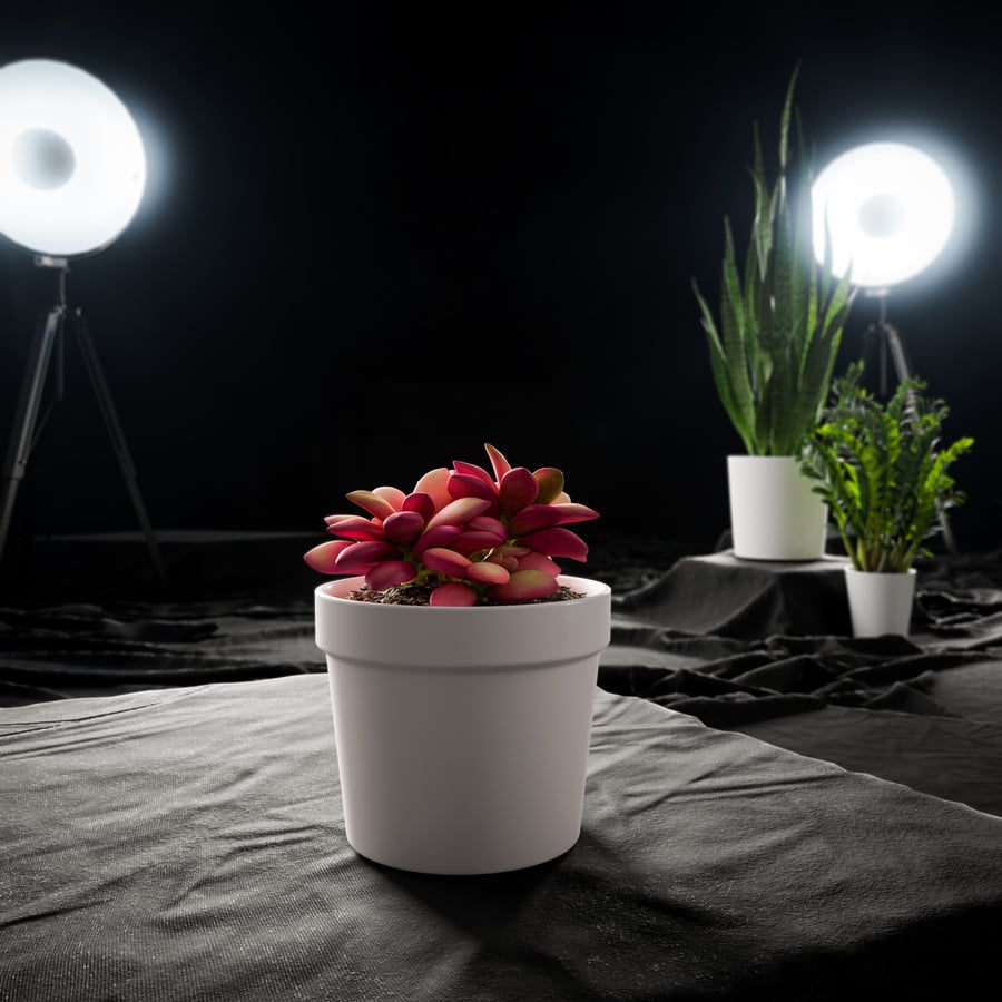 Model rośliny doniczkowej Sunrise Succulent