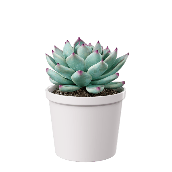 Модель сукулентної горщикової рослини Echeveria Tippy