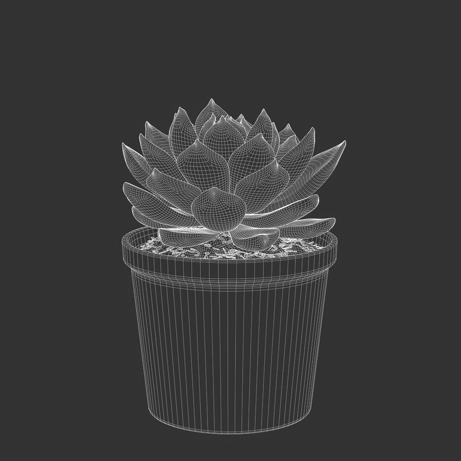 Echeveria Tippy Succulent Model rośliny doniczkowej