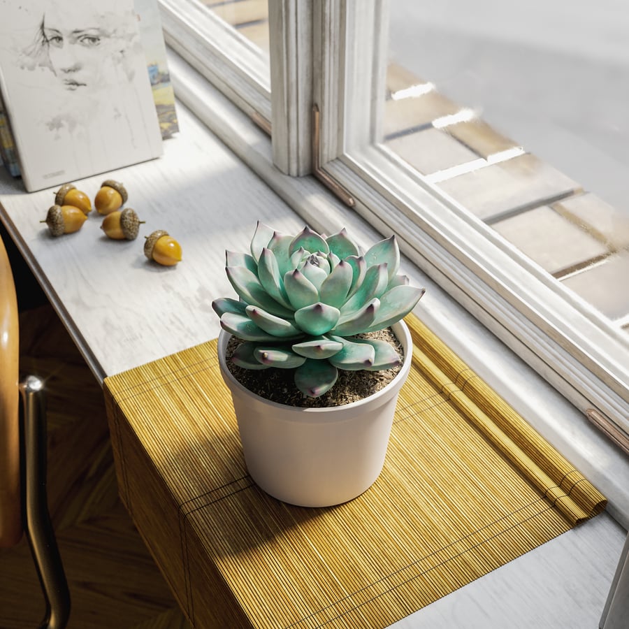 Echeveria Tippy Succulent Model rośliny doniczkowej