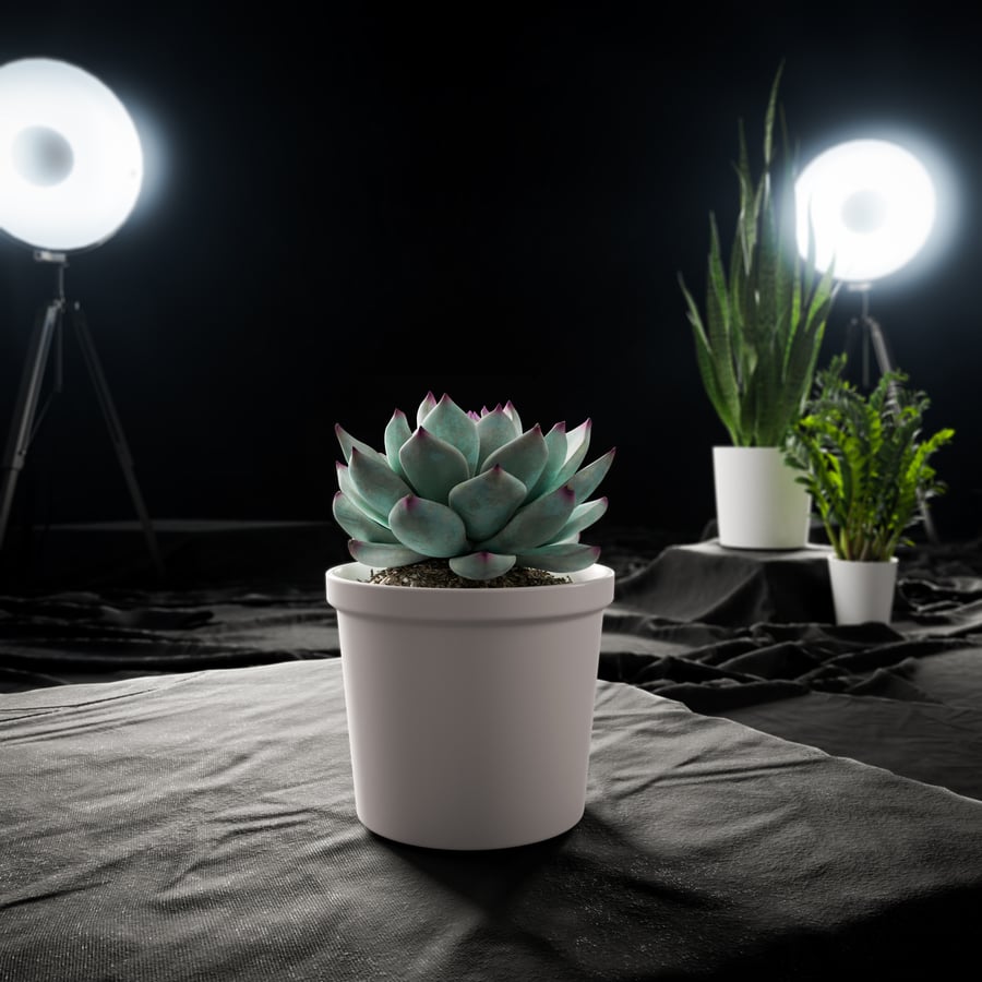 Echeveria Tippy Succulent Model rośliny doniczkowej