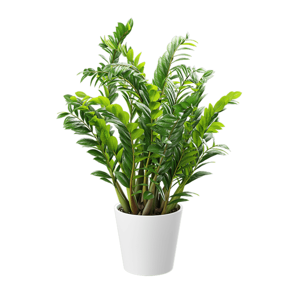 ZZ Zanzibar Gem Potted Plant Model