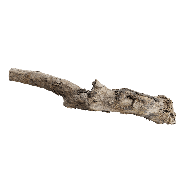 Model Log Pembusukan Gnarly (Gnarly Decaying Log Model)
