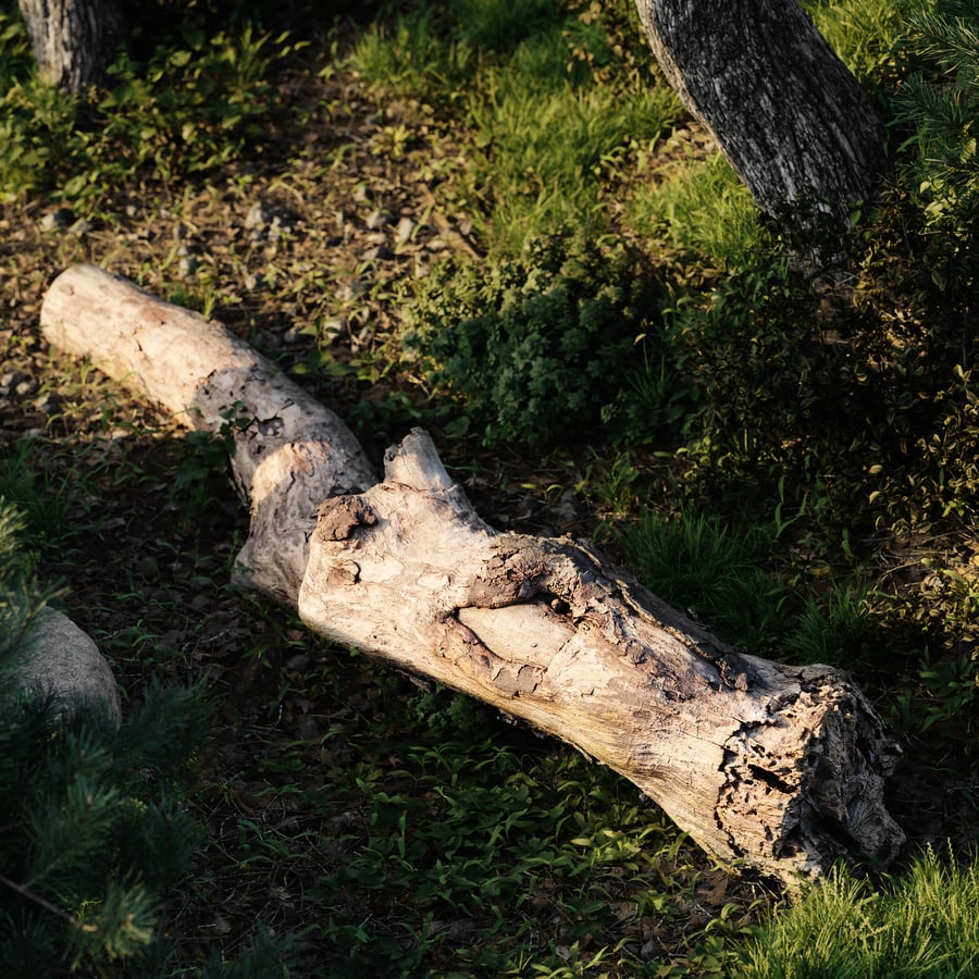 Gnarly Decaying Log Modell