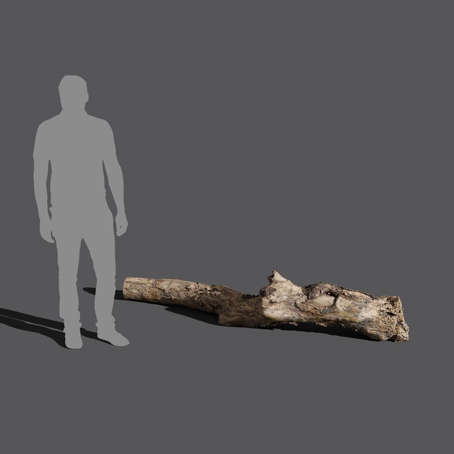 Gnarly Decaying Log Modell