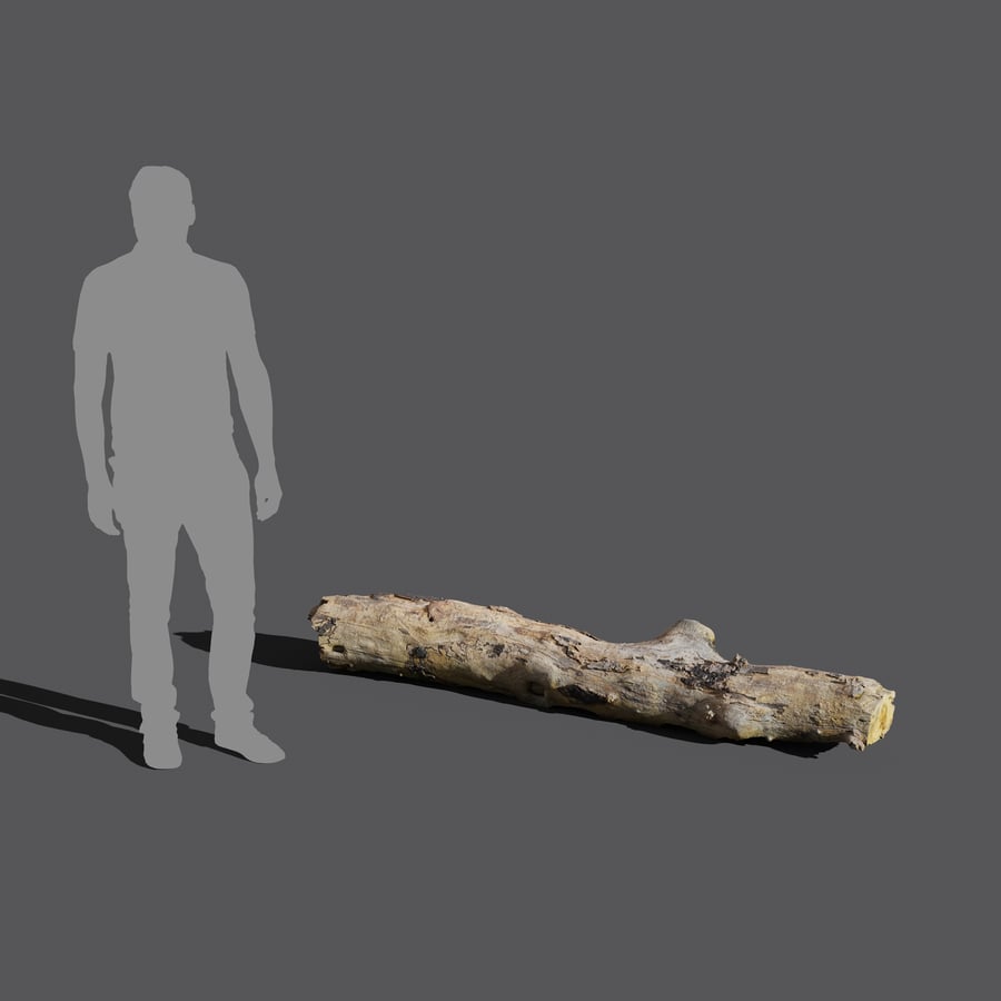 Střední holý jehličnatý kmen Model