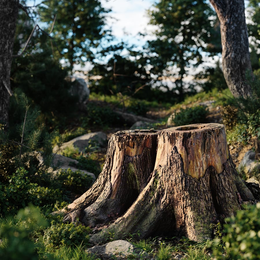 Modelo de cepo de árvore duplo de floresta de corte curto