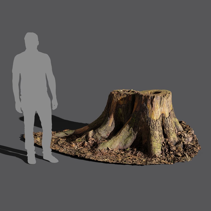 Modelo de cepo de árvore duplo de floresta de corte curto