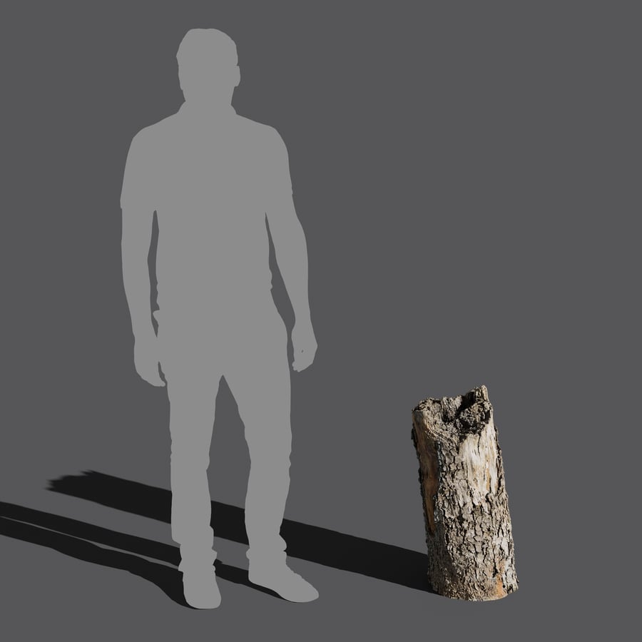 Stredne zlomený odlupujúci sa peň ihličnanu Model