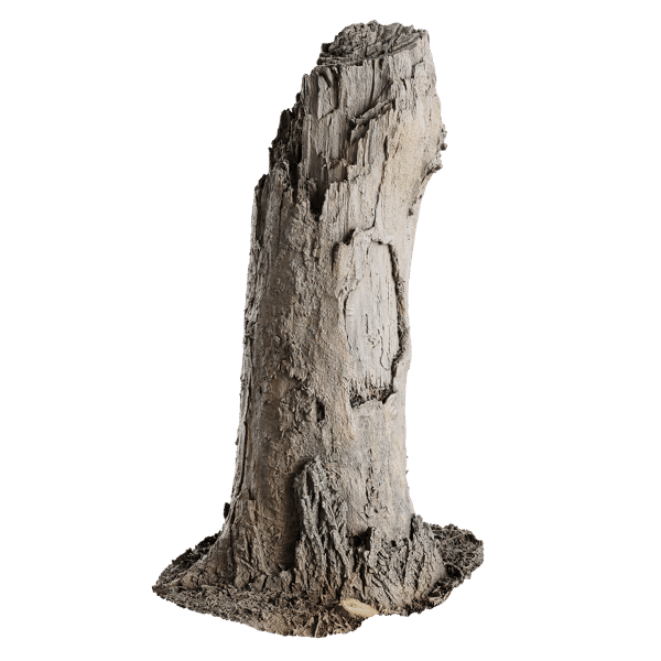 Tall Broken Decaying Stump Model