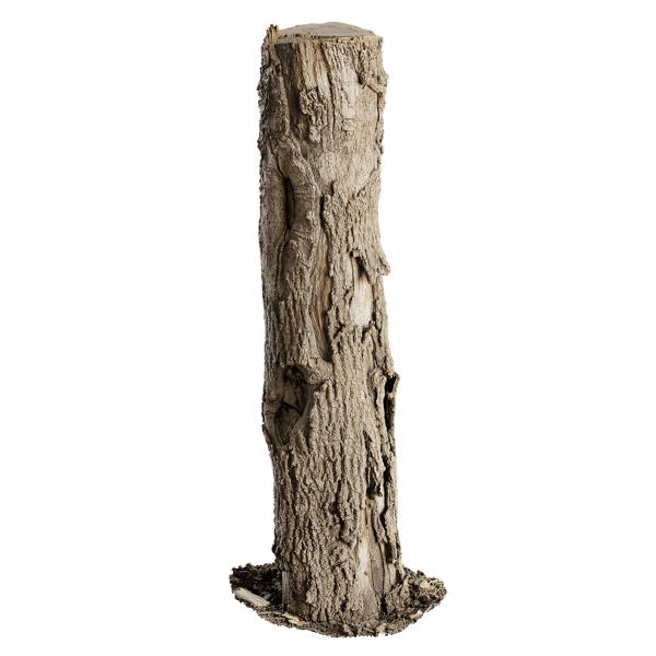 Tall Cut Damaged Deciduous Stump Model
