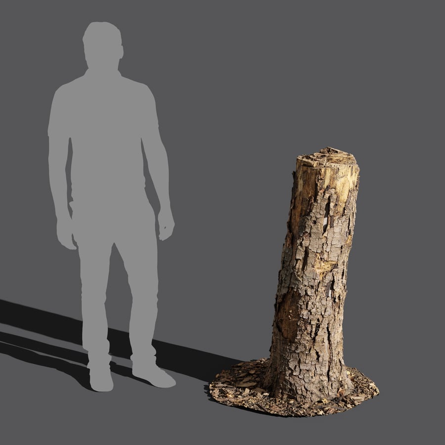 Orta Kırık Kozalaklı Ağaç Kütüğü Modeli