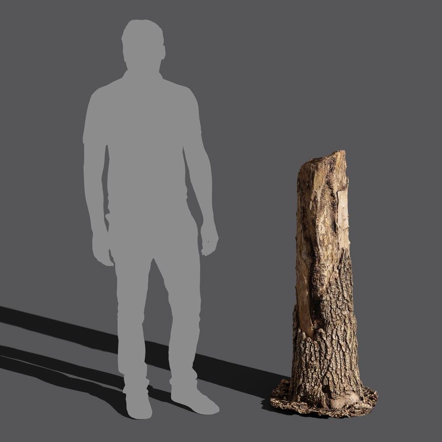 Vysoký zlomený peň ihličnanu Model