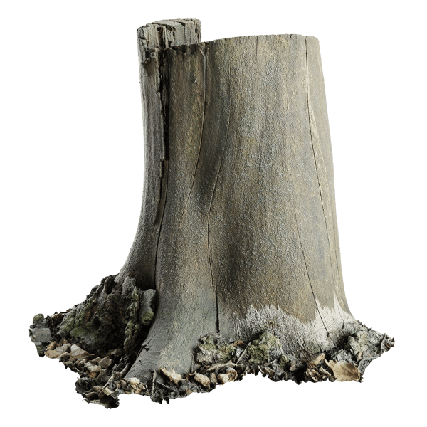 Modelo de cepo de floresta decídua de corte médio nu