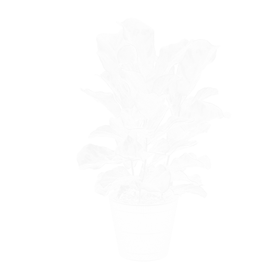 Model rośliny Fiddle Leaf Fig
